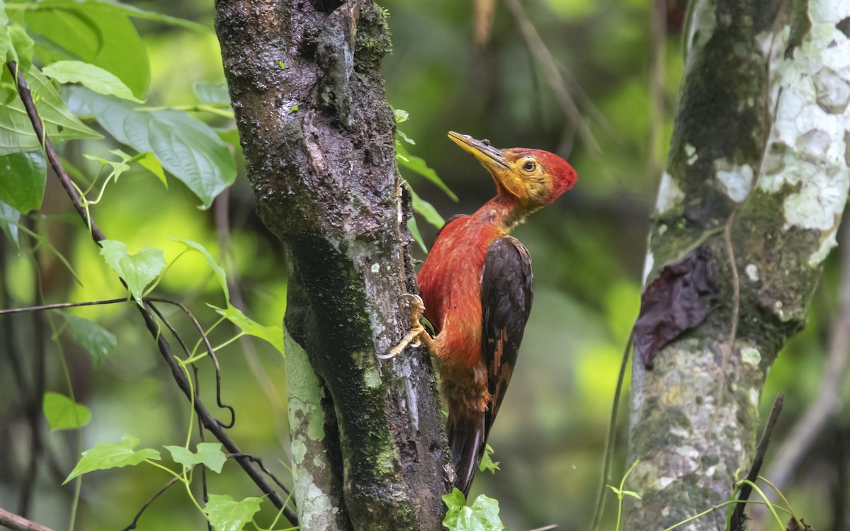 Orange-backed Woodpecker - ML295111951