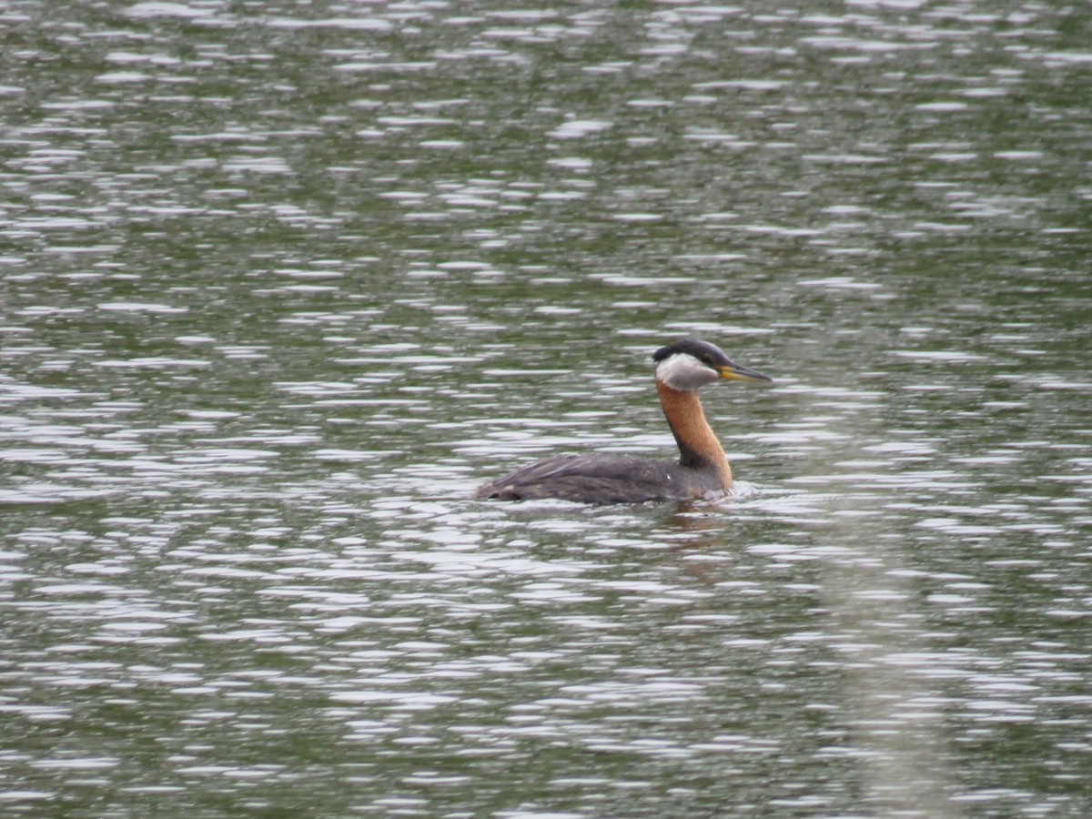 Red-necked Grebe - Jason Hill