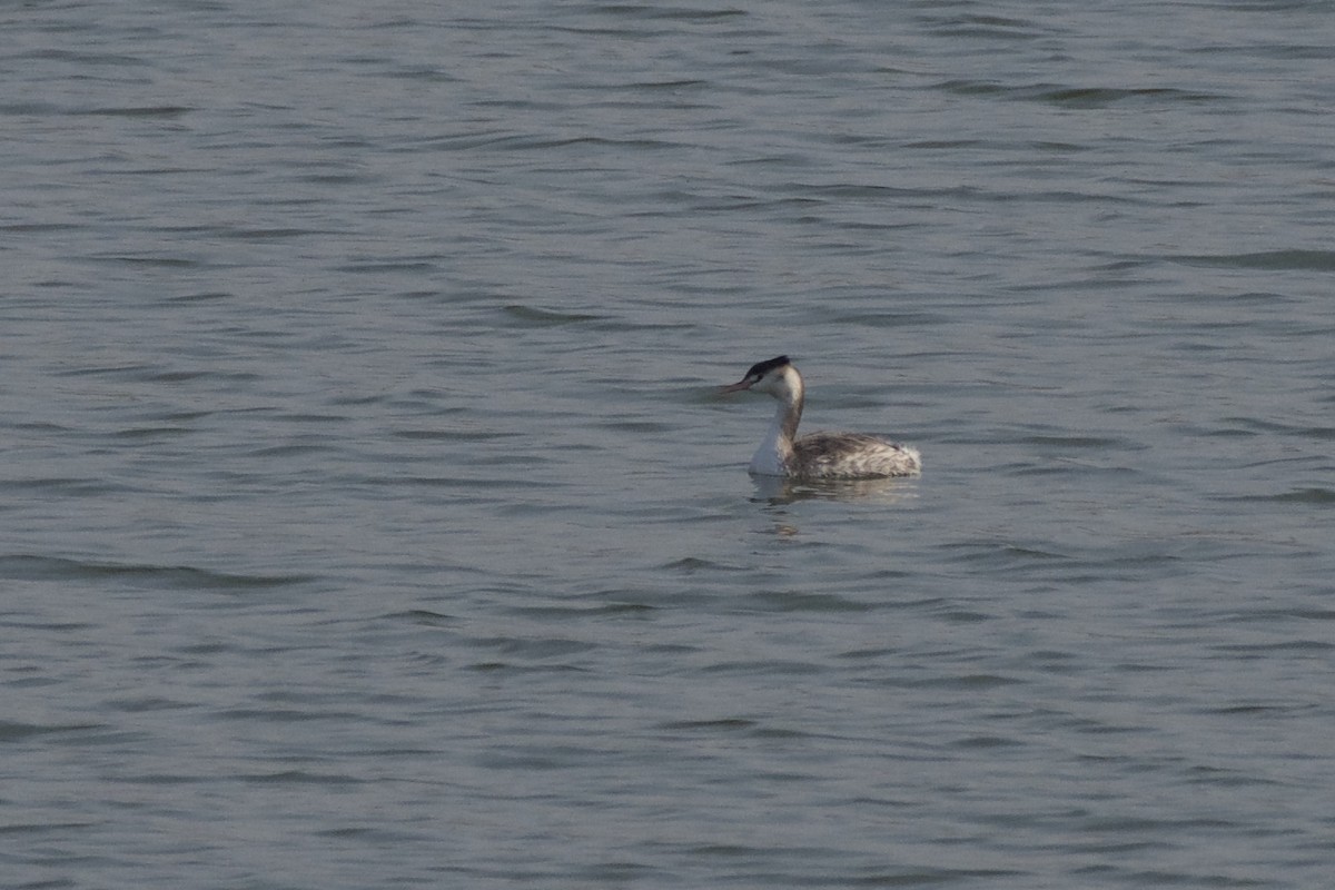 Great Crested Grebe - ML295115261