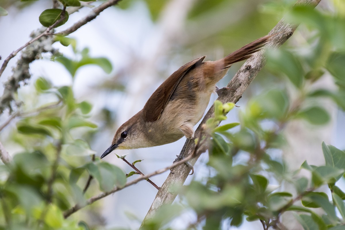 Yellow-chinned Spinetail - ML295117671