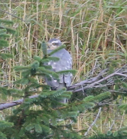 Eurasian Sparrowhawk - ML295118241