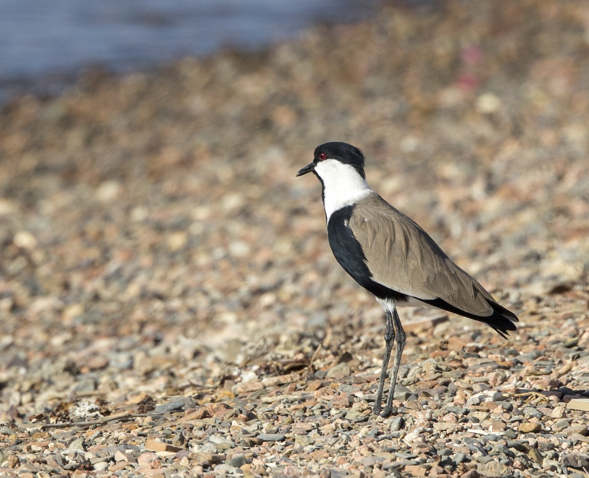 Spur-winged Lapwing - ML295120211