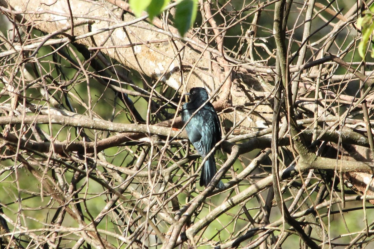 Square-tailed Drongo-Cuckoo - Laurie Gardner