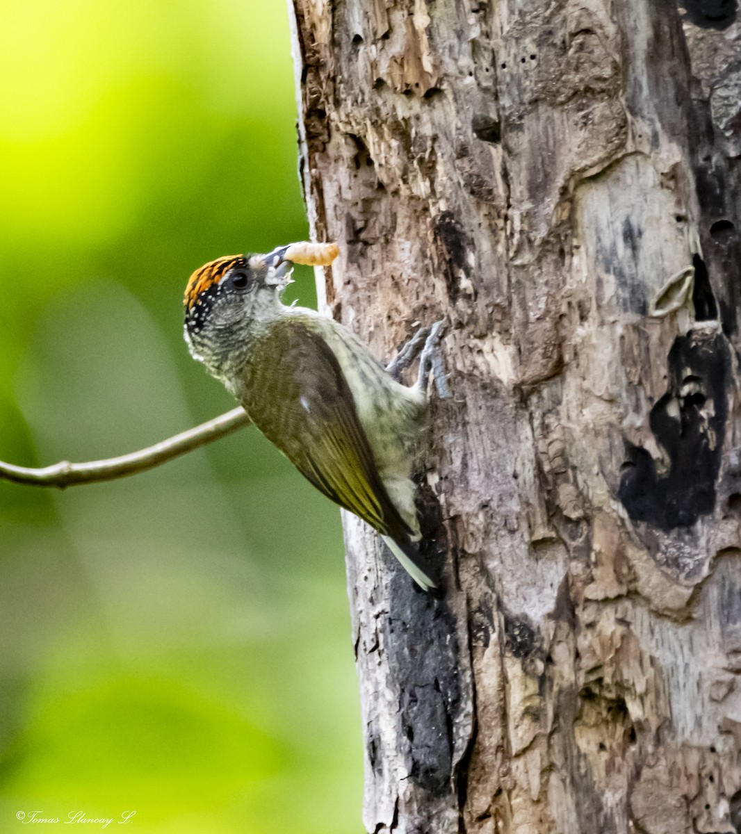 Fine-barred Piculet - ML295124931