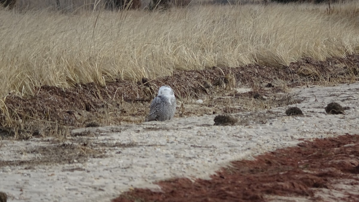 Snowy Owl - ML295129591