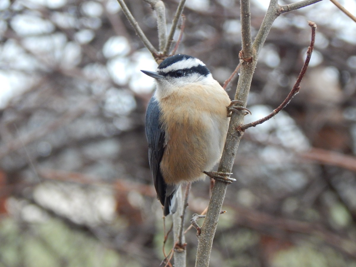 Red-breasted Nuthatch - ML295130311