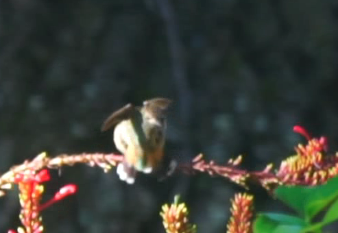 Rufous Hummingbird - Dalcio Dacol