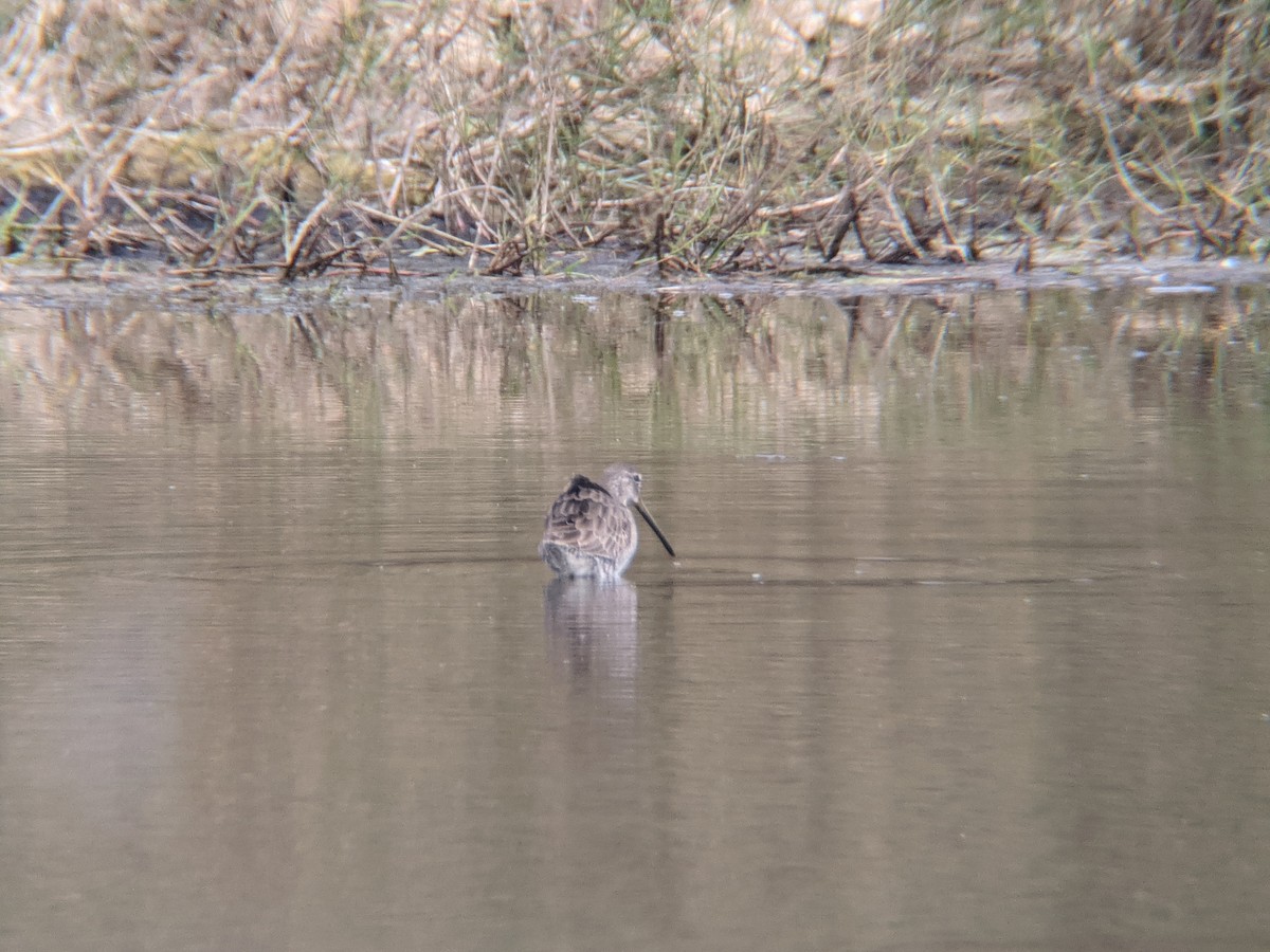 Long-billed Dowitcher - ML295134961