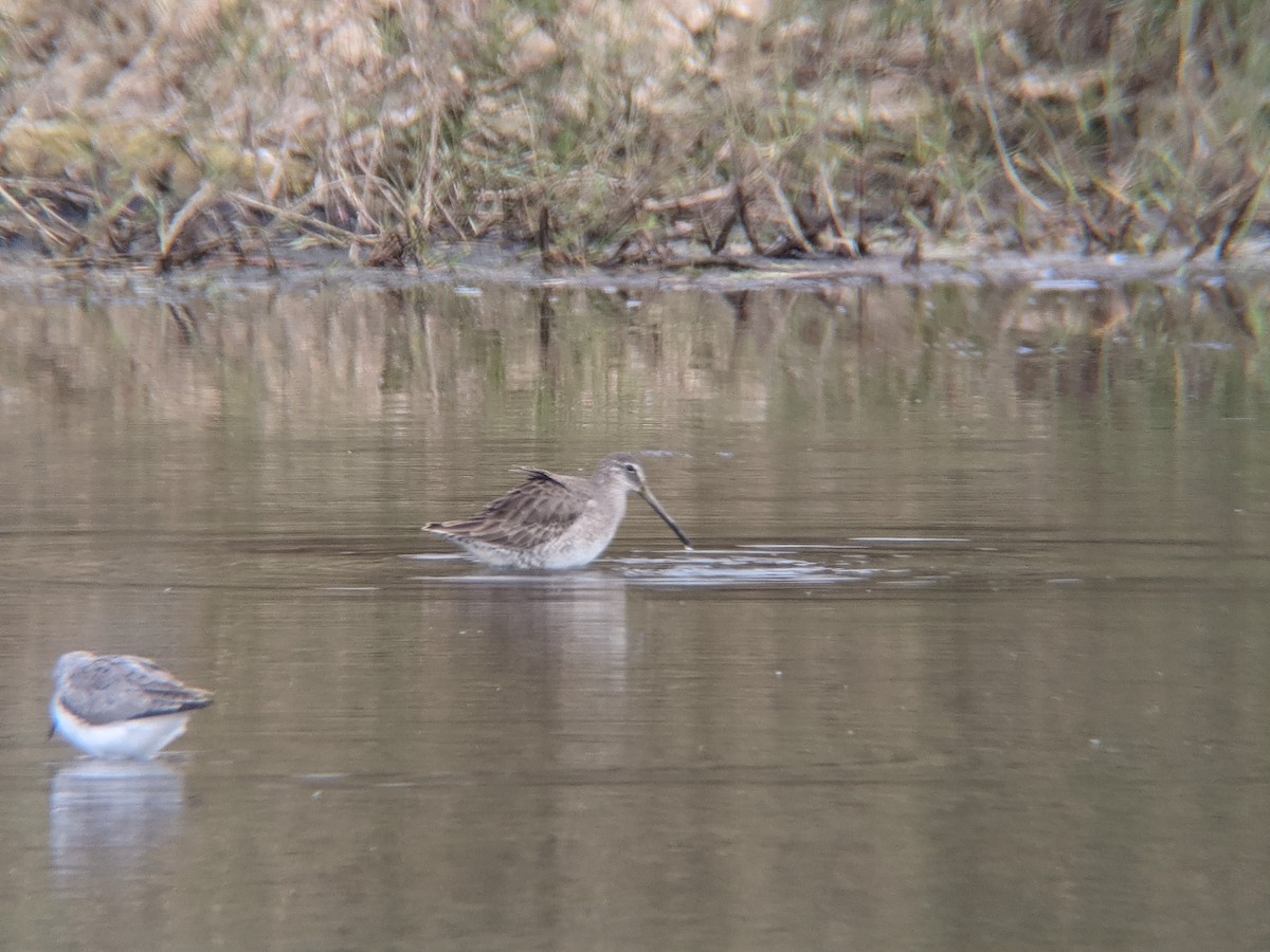 Long-billed Dowitcher - ML295134971