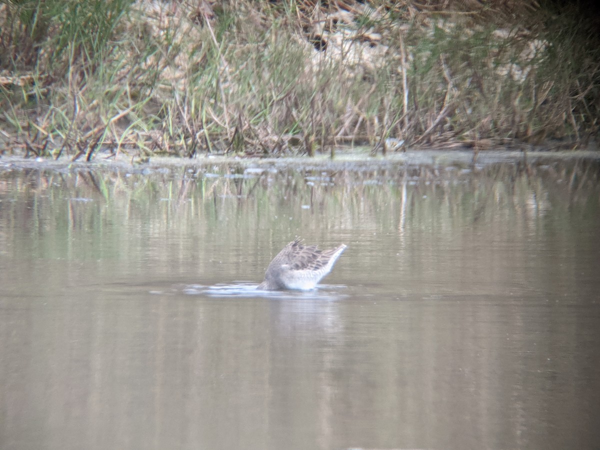 Long-billed Dowitcher - ML295135011
