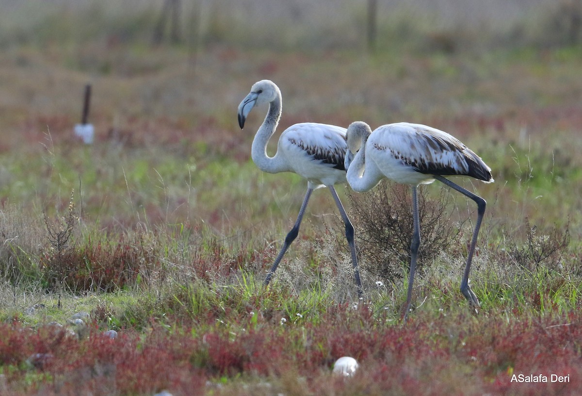 Greater Flamingo - Fanis Theofanopoulos (ASalafa Deri)