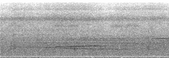 Лінивка-смугохвіст білогорла - ML295144