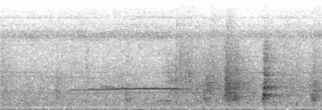 Лінивка-смугохвіст білогорла - ML295146