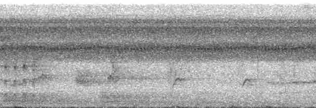 Iheringameisenschlüpfer (oreni) - ML29515