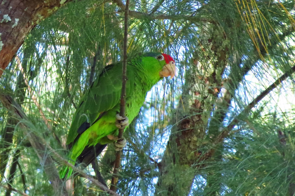 Red-crowned Parrot - ML29515151