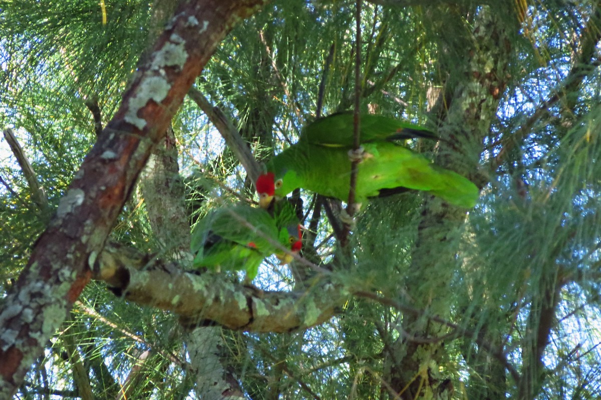 Red-crowned Parrot - ML29515161