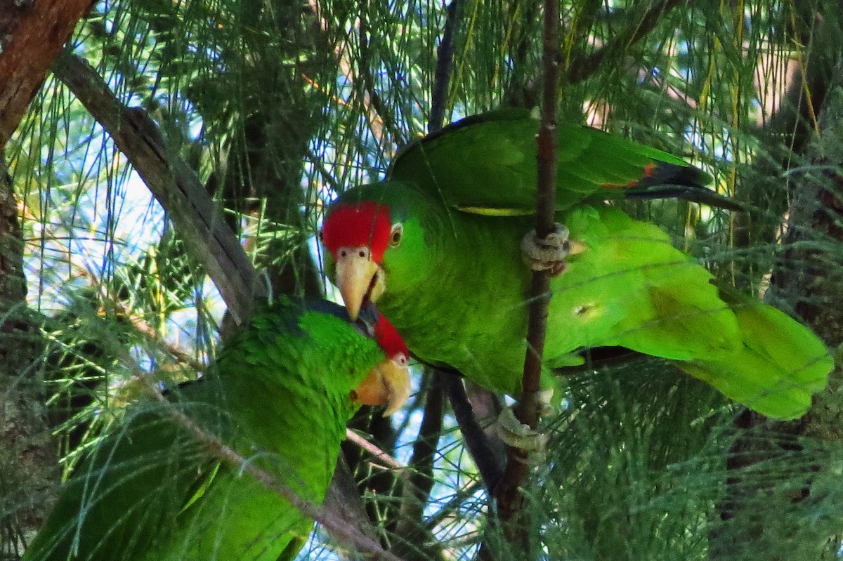 Red-crowned Parrot - Susan Young