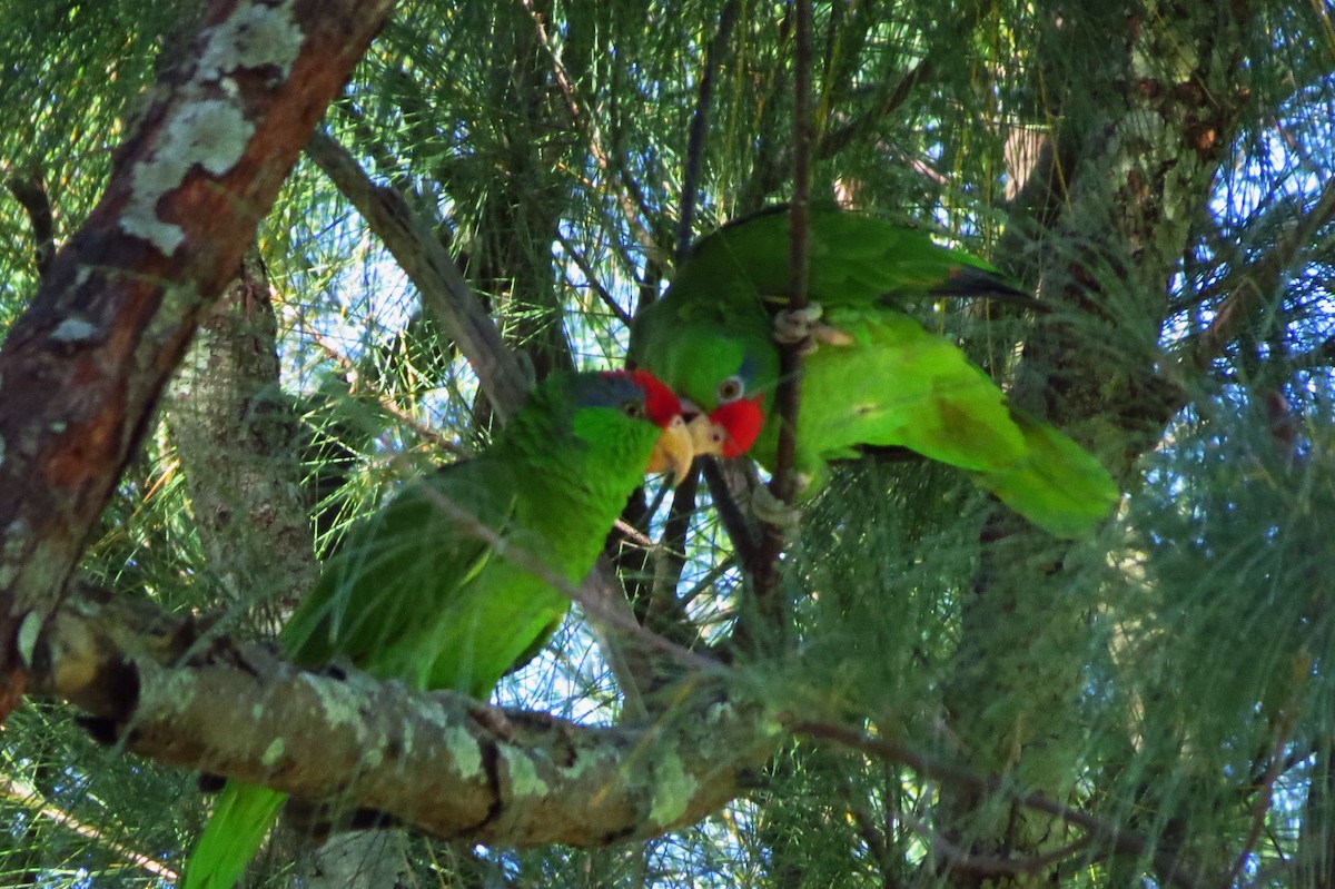 Red-crowned Parrot - ML29515181