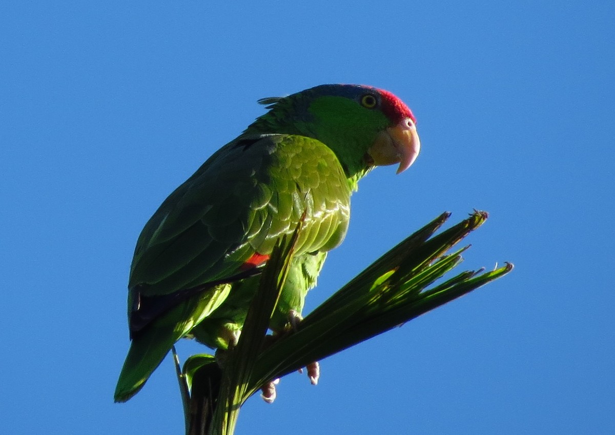 Red-crowned Parrot - ML29515191