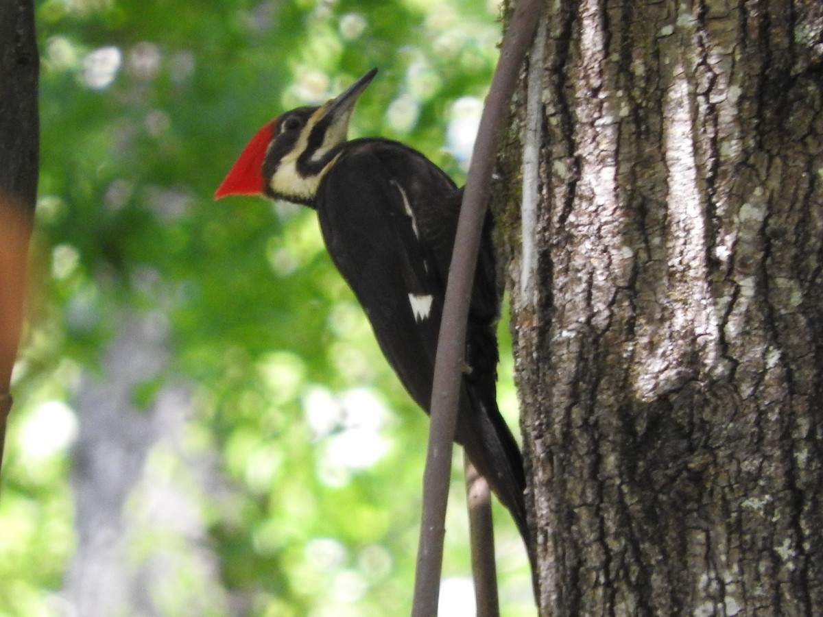 Pileated Woodpecker - ML29515671