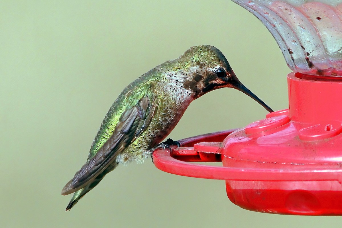 Anna's Hummingbird - ML295158881