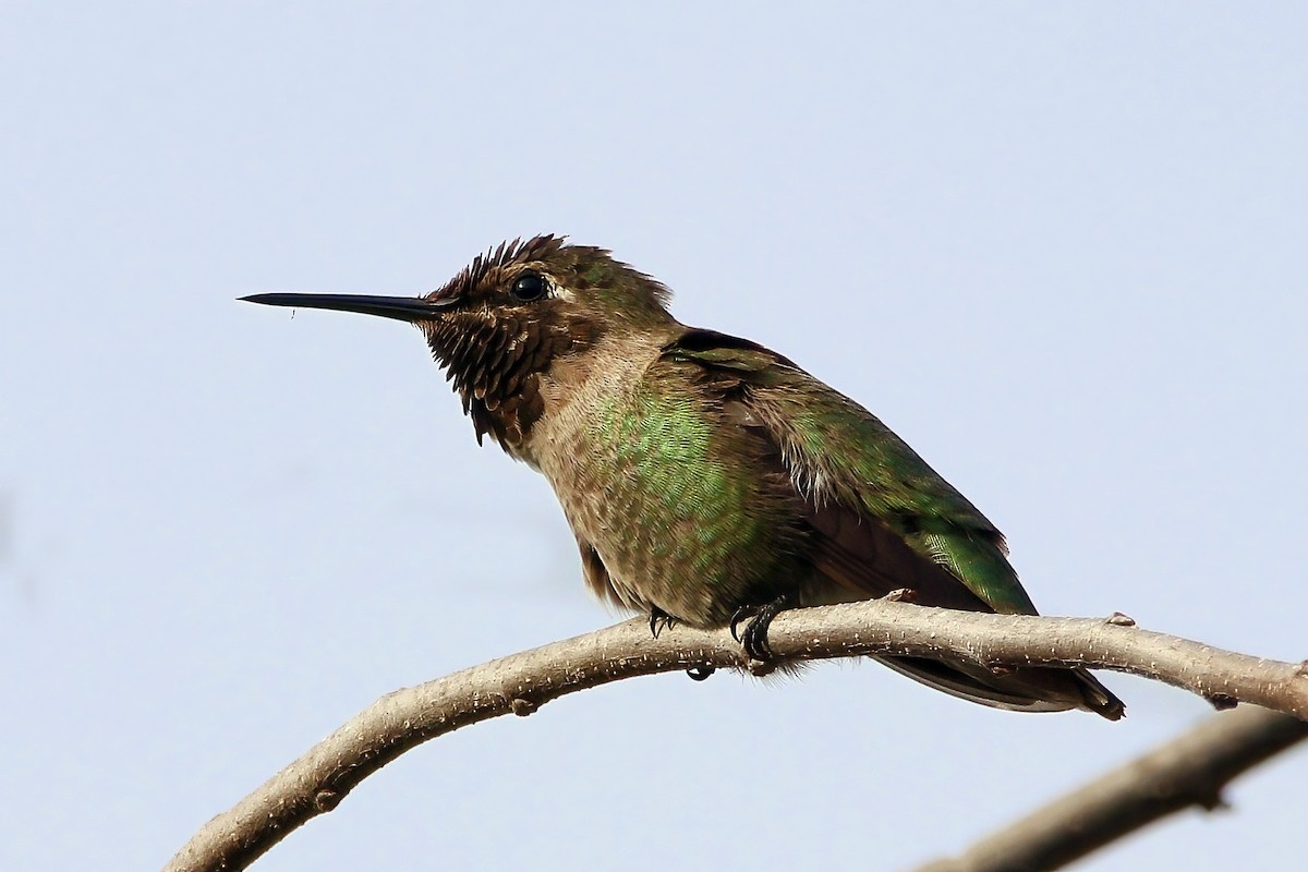 Anna's Hummingbird - Stephen Cook