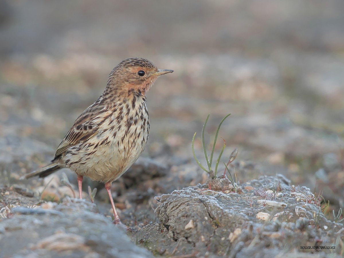 Red-throated Pipit - ML295166781