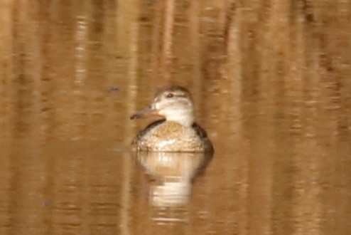 Green-winged Teal - Mary Erickson