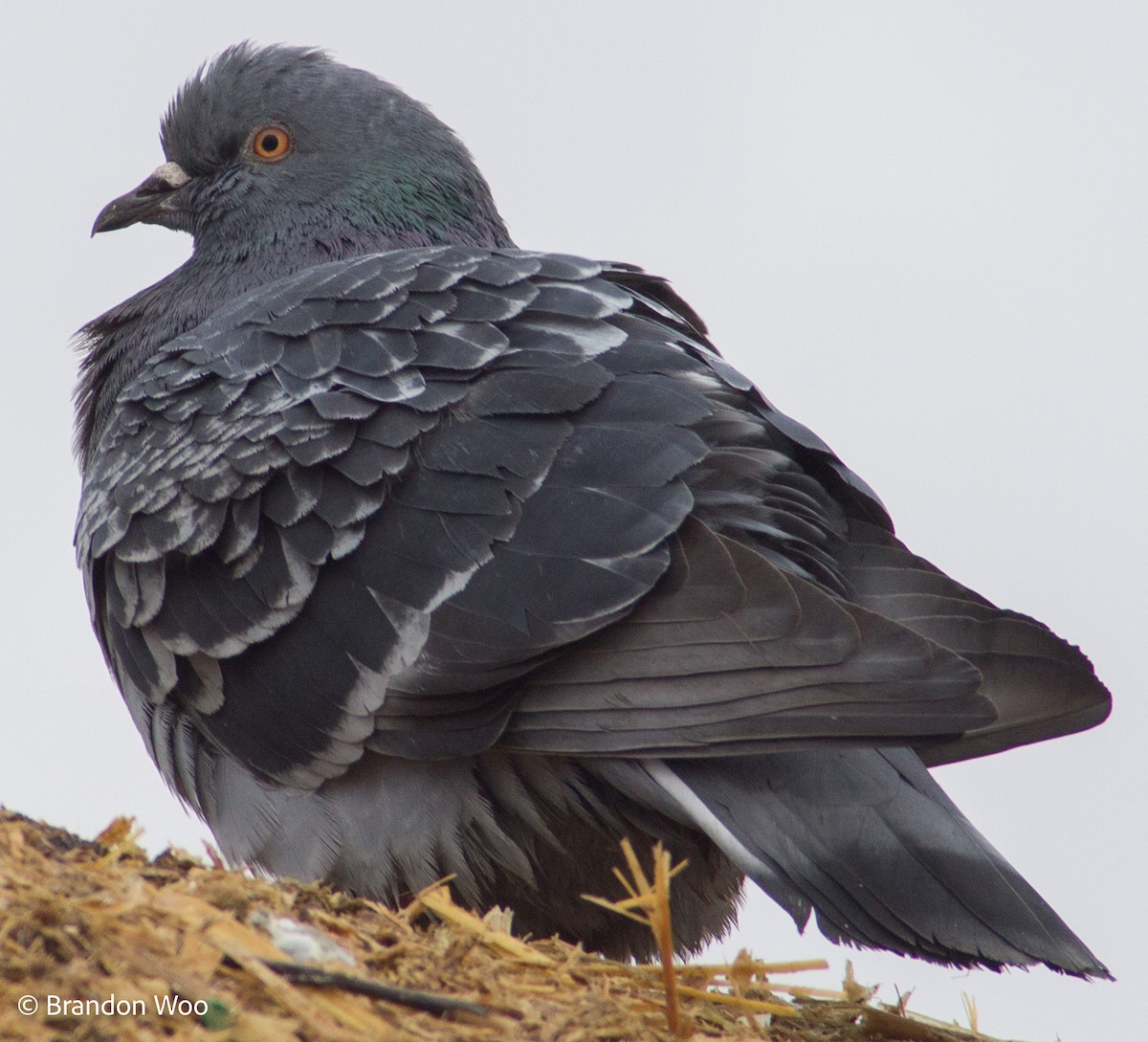 Rock Pigeon (Feral Pigeon) - ML295171811