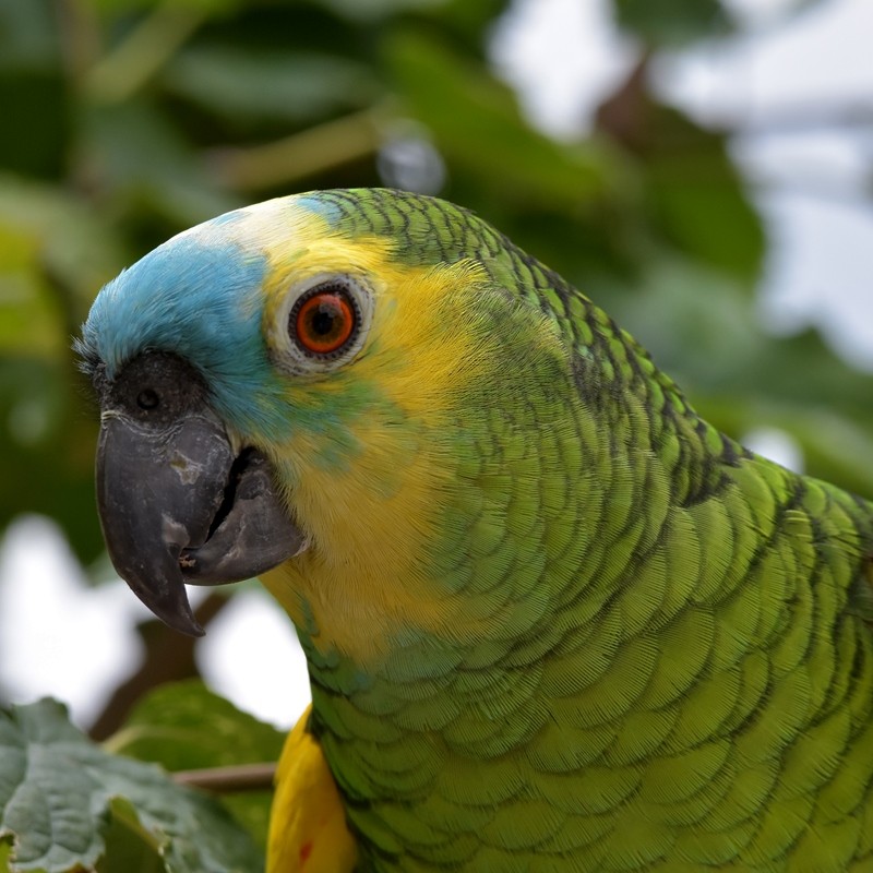 Turquoise-fronted Parrot - ML295172021
