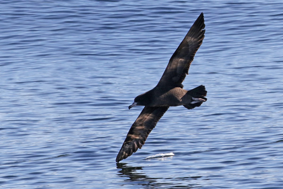 Flesh-footed Shearwater - ML295174221