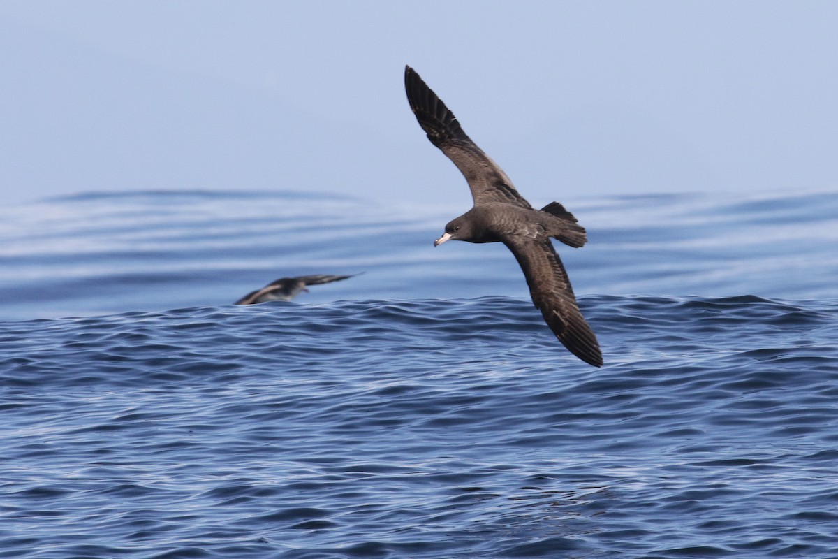 Flesh-footed Shearwater - ML295174271