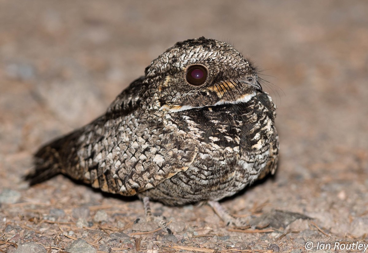 Common Poorwill - Ian Routley