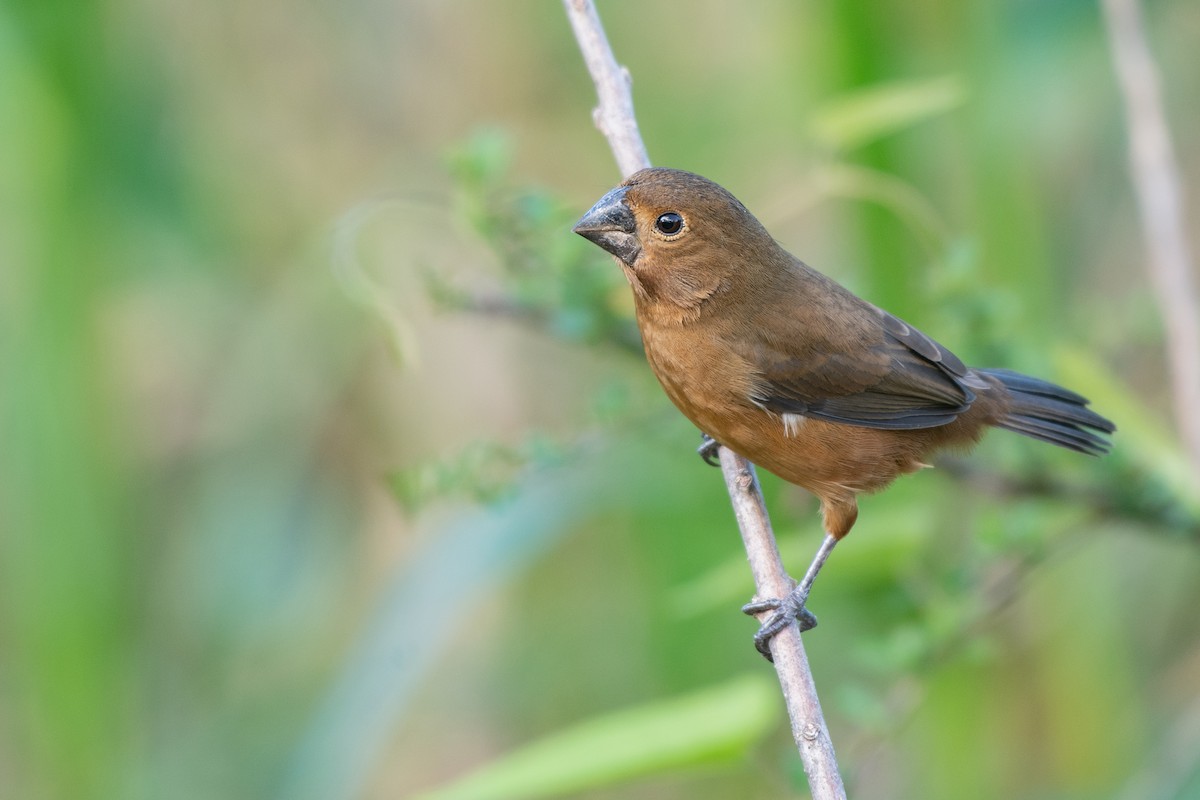 Thick-billed Seed-Finch - ML295175711