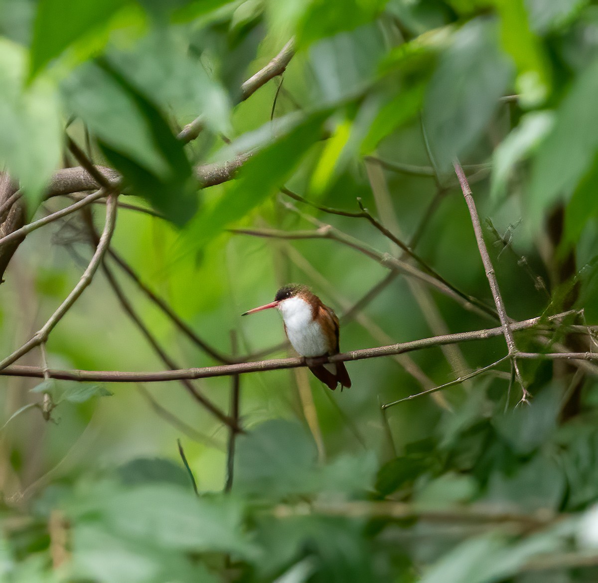 Green-fronted Hummingbird (Cinnamon-sided) - ML295177161