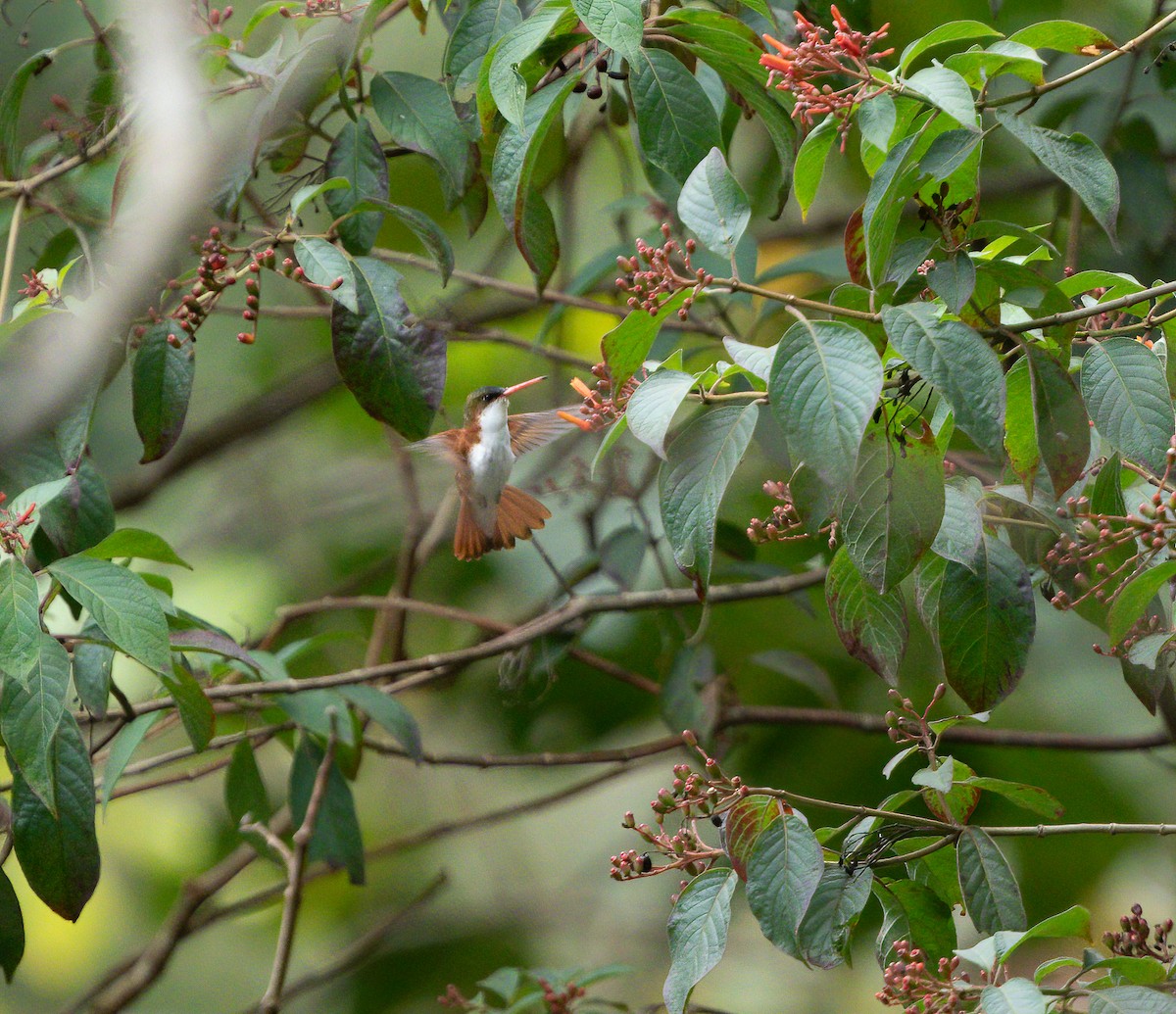 Green-fronted Hummingbird (Cinnamon-sided) - ML295177411