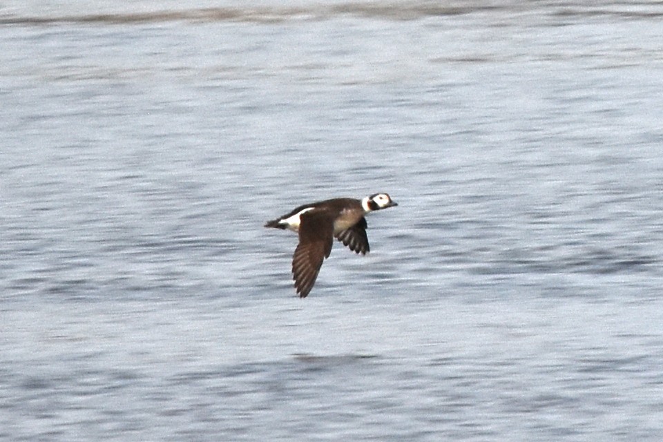 Long-tailed Duck - ML295178161