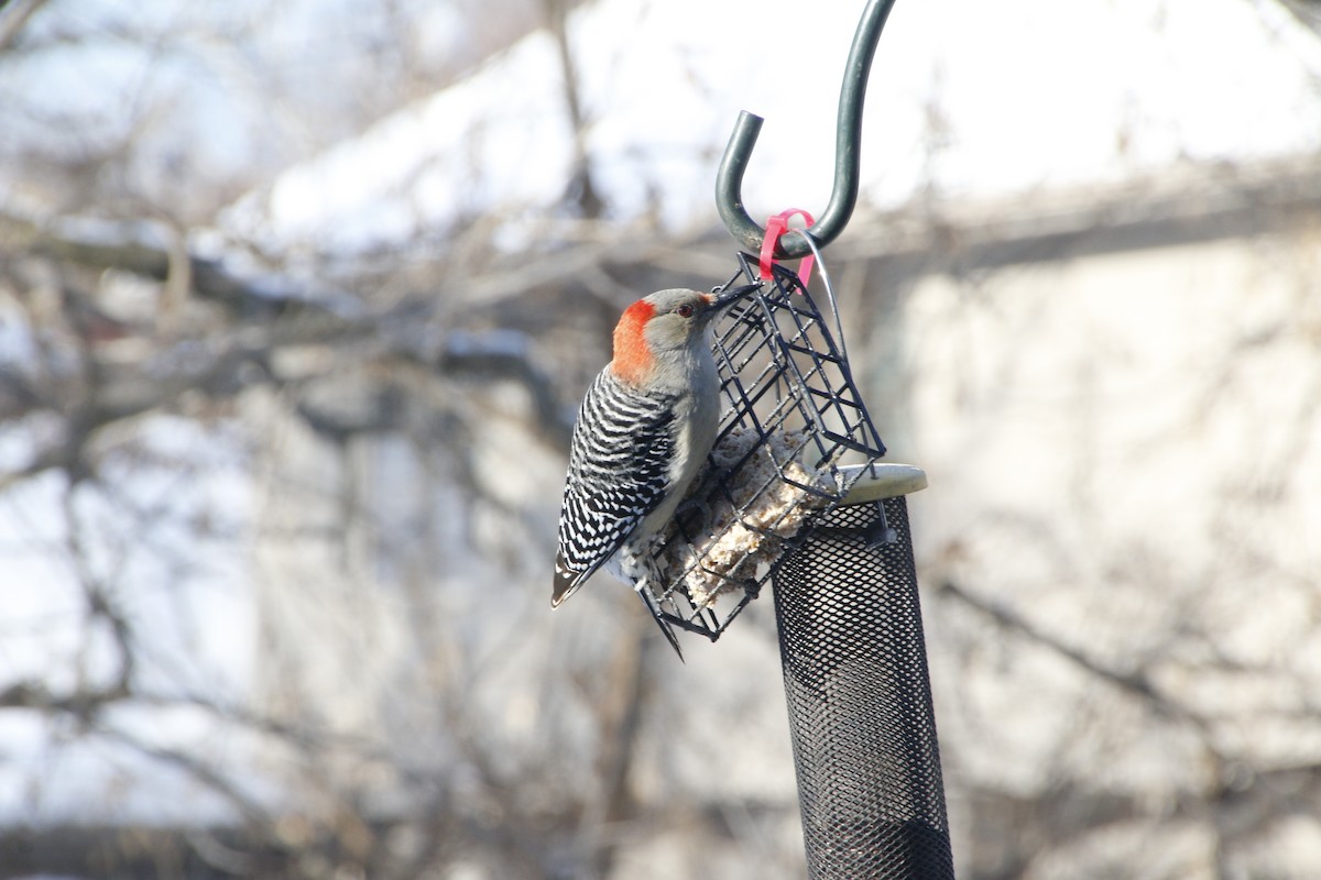 Red-bellied Woodpecker - ML295178971