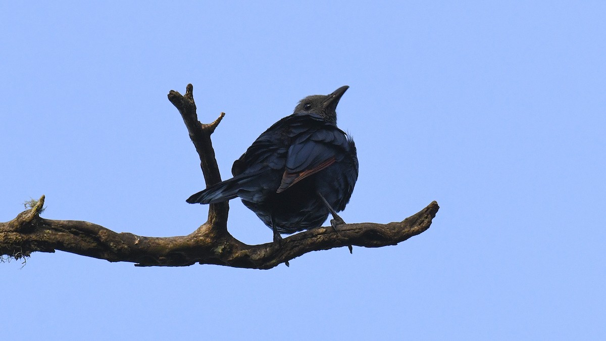 Red-winged Starling - ML295182131