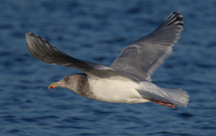 Herring x Glaucous-winged Gull (hybrid) - Gary Mele