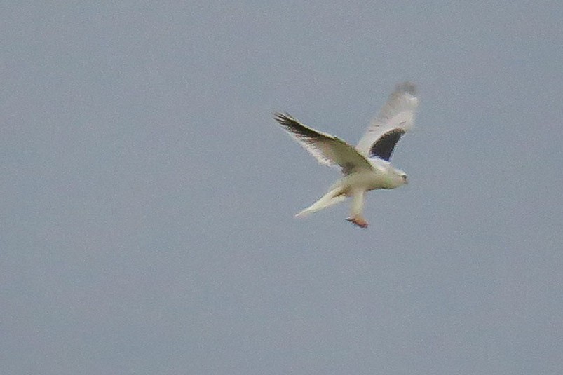 White-tailed Kite - ML295183661
