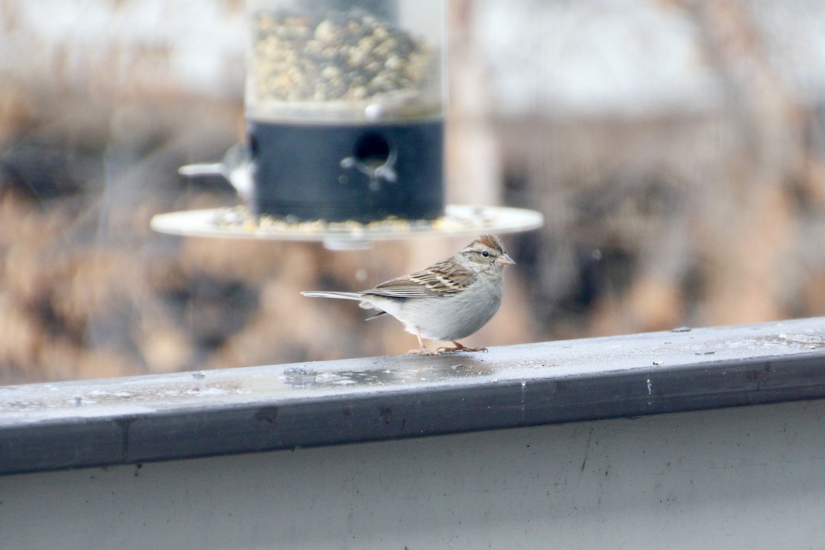 Chipping Sparrow - ML295184441