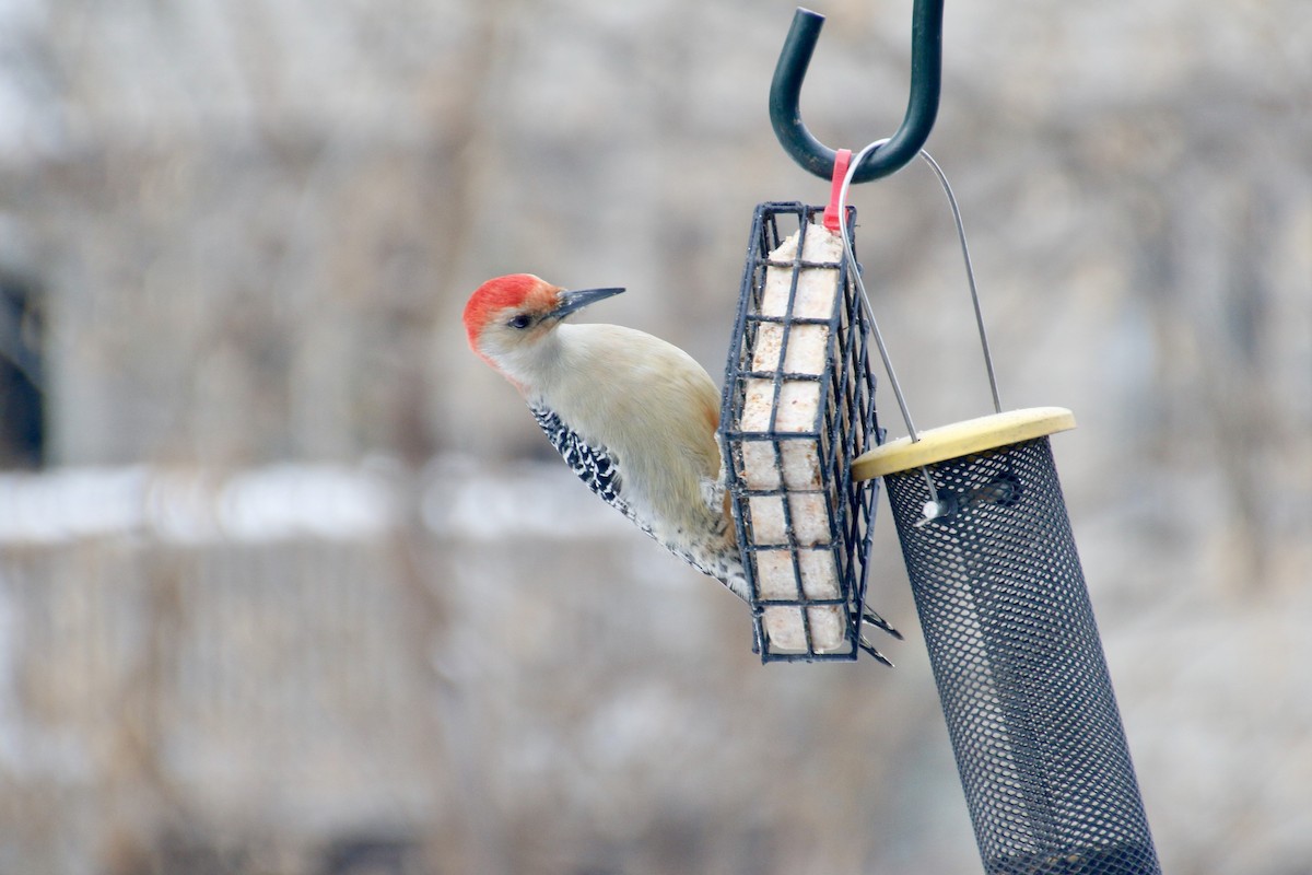 Red-bellied Woodpecker - ML295184611
