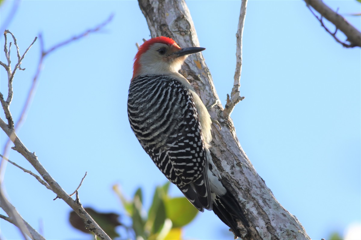 Red-bellied Woodpecker - ML295189831