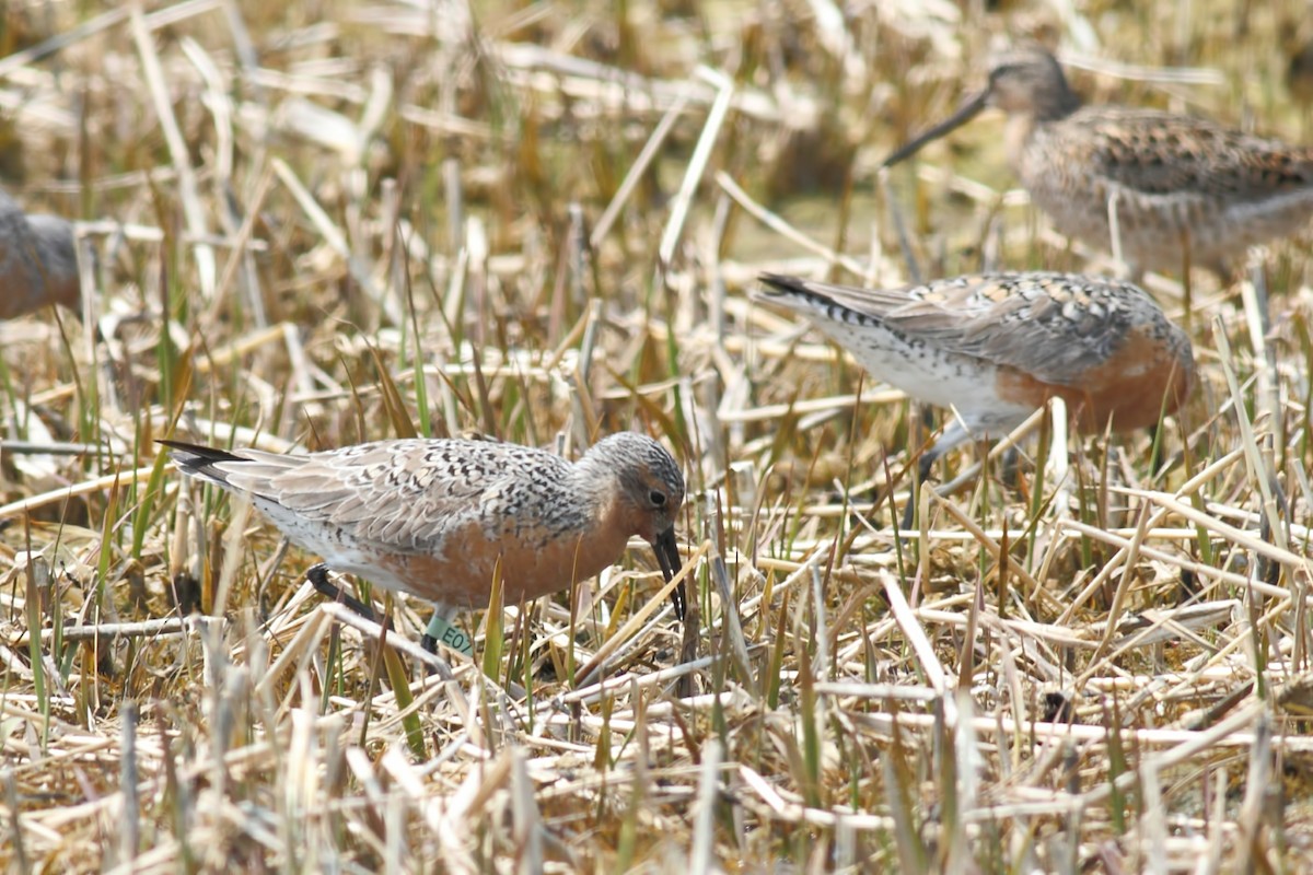 Red Knot - ML29519941