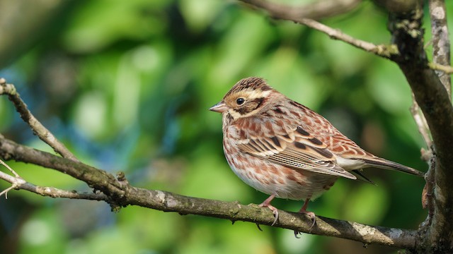 カシラダカ Ebird