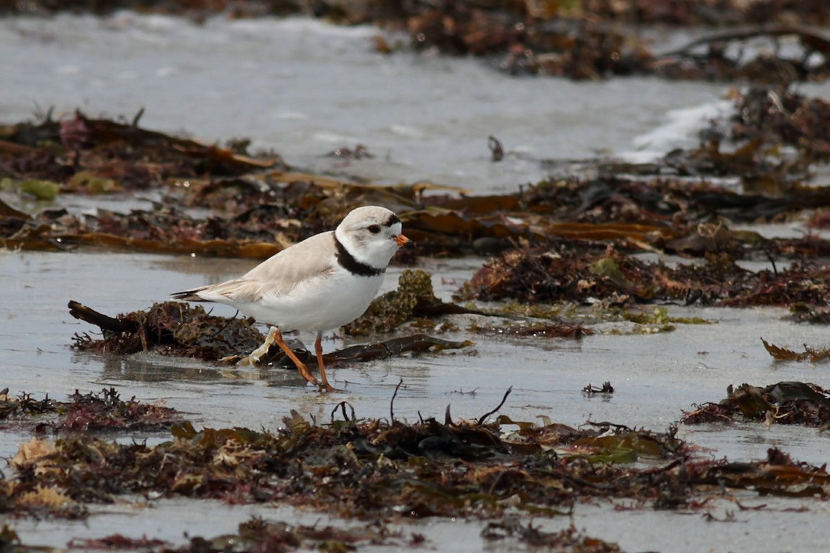 Piping Plover - ML29520091