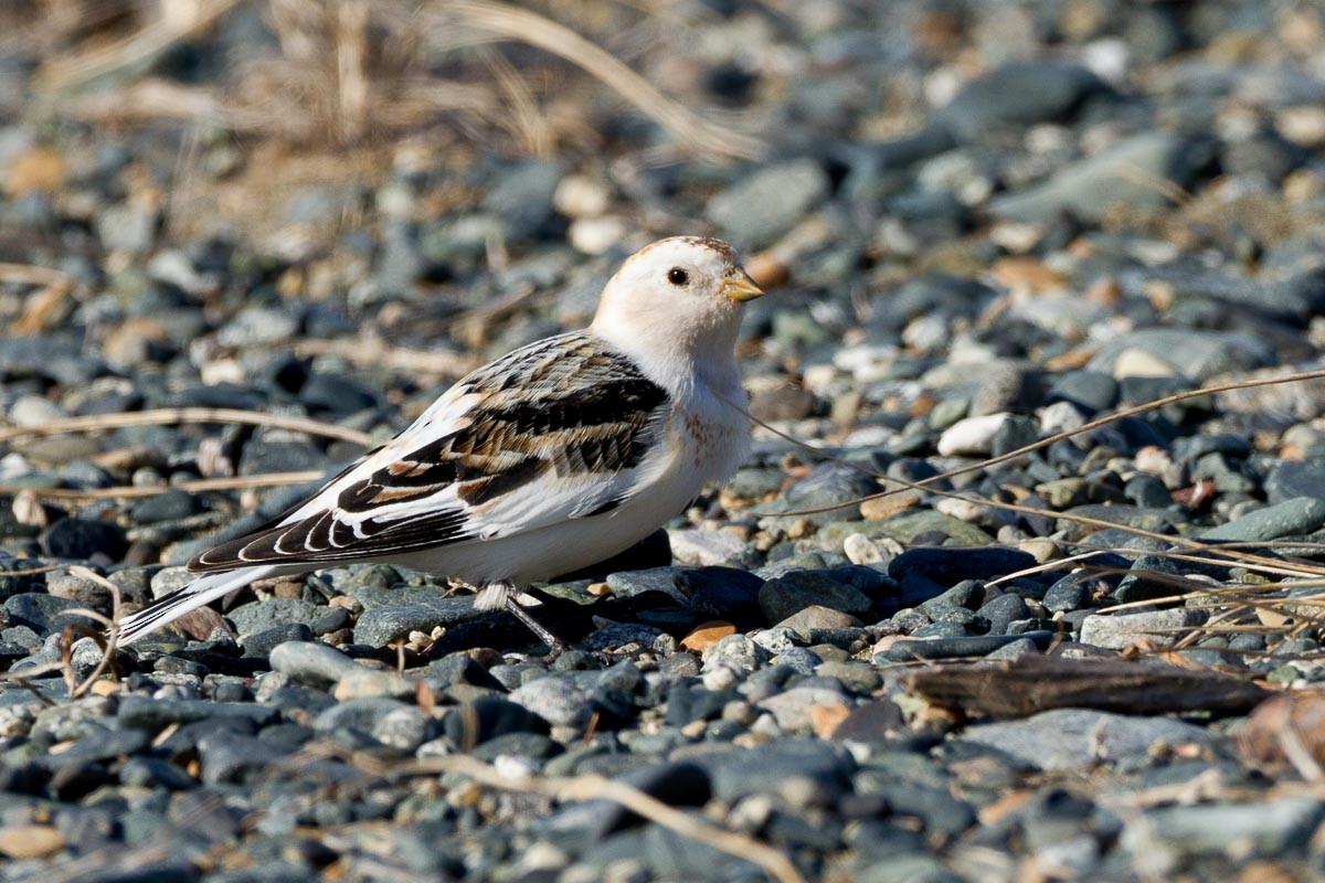 Snow Bunting - Ron Horn