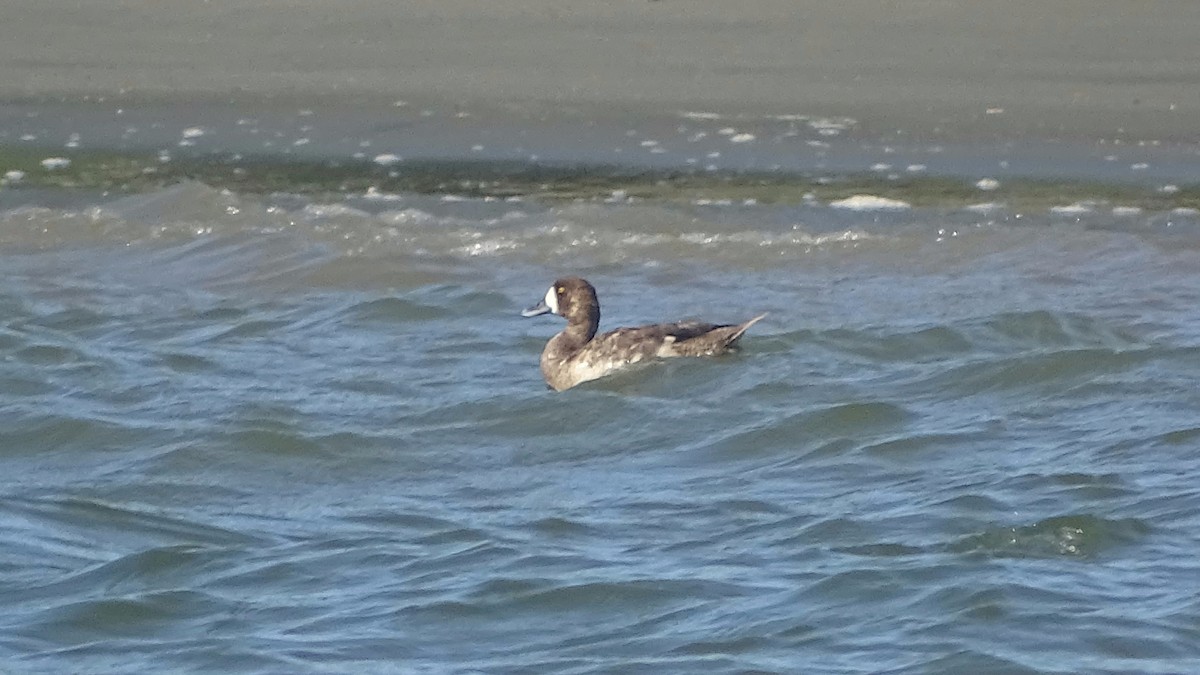 Greater Scaup - ML295214071