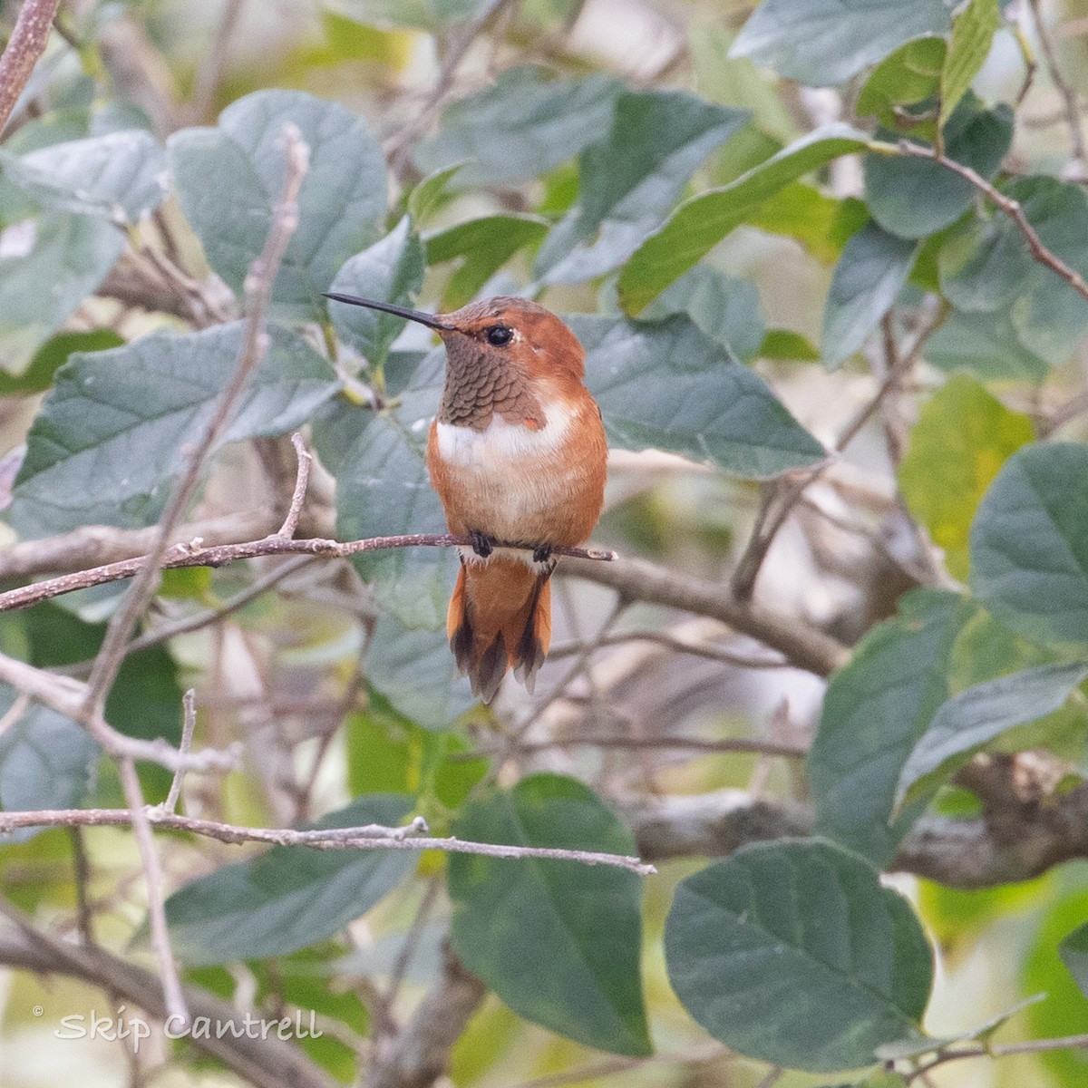 Rufous Hummingbird - ML295214171